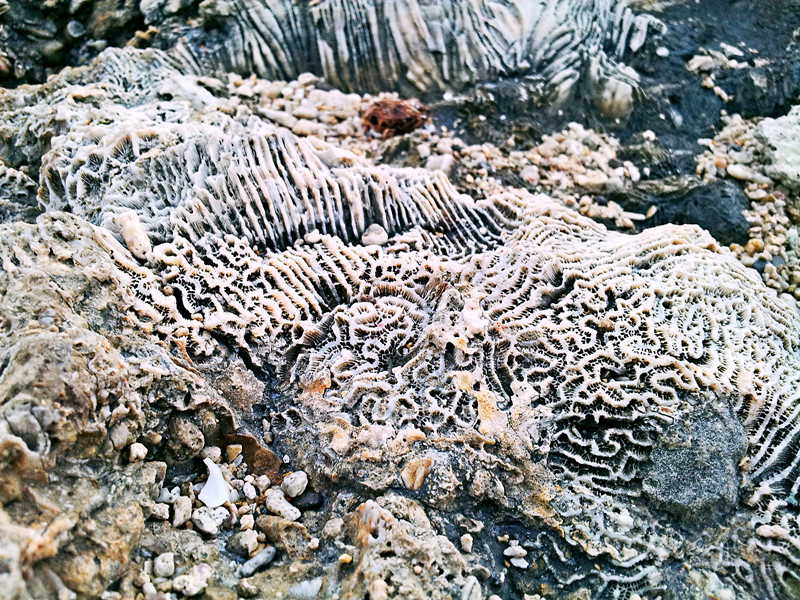 珊瑚礁灰岩构造图片