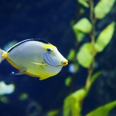 九十九岛水族馆