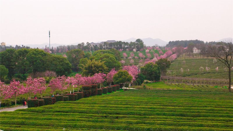 探春春之印象凤凰沟满足你一世对花海的向往