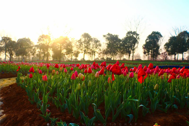 探春#【春之印象】凤凰沟,满足你一世对花海的向往