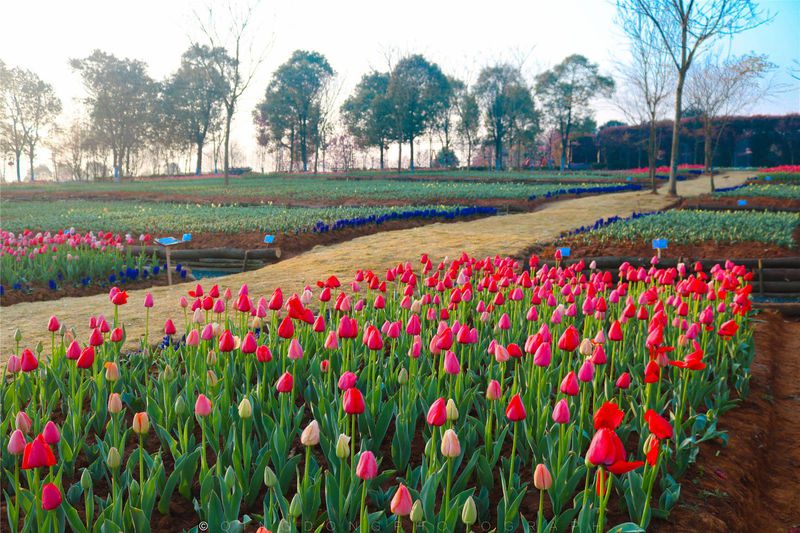 探春#【春之印象】凤凰沟,满足你一世对花海的向往