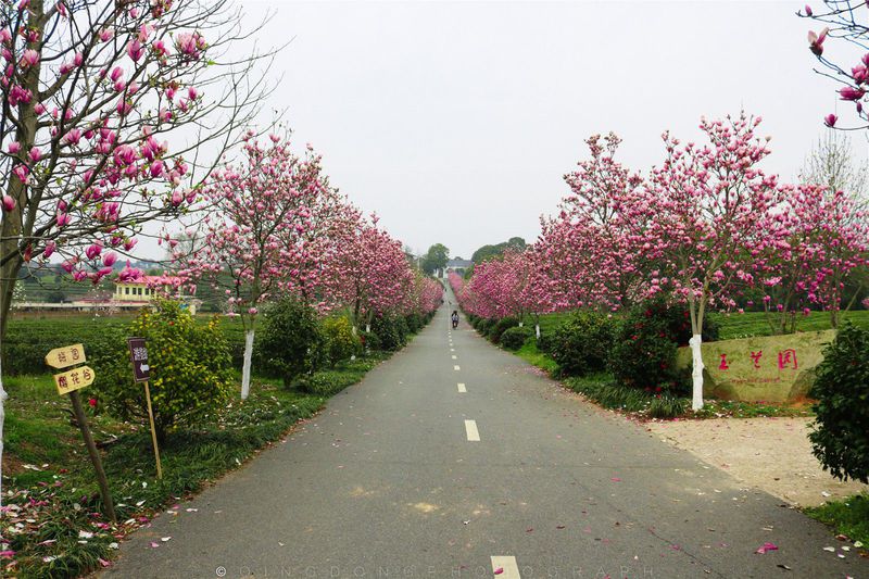 探春#【春之印象】凤凰沟,满足你一世对花海的向往