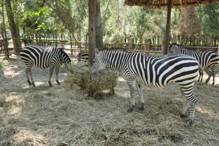  河北-廊坊固安福朋喜来登酒店自驾2日>酷游动物园套餐  北京野生动物