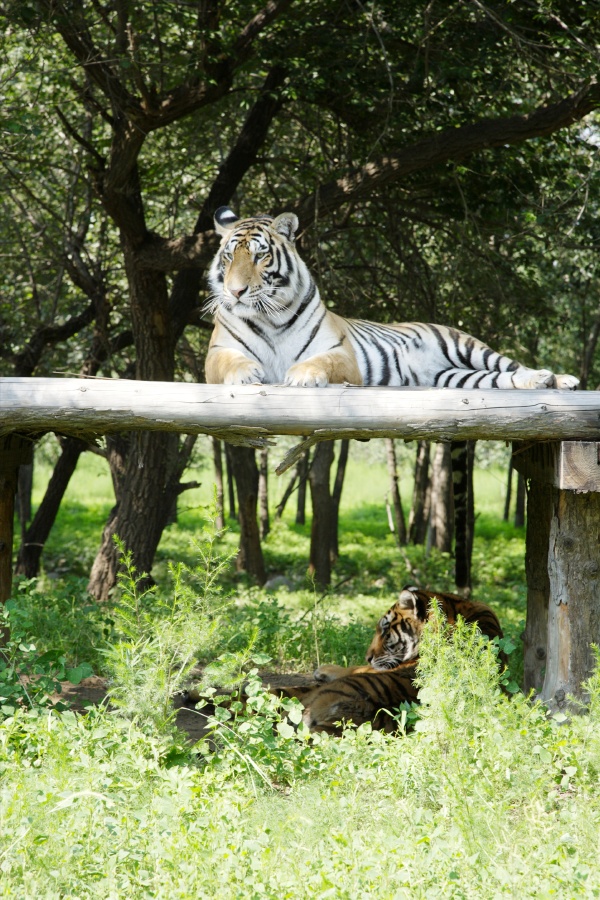 北京野生动物园图片大全_高清风景图片_途牛移动站动站