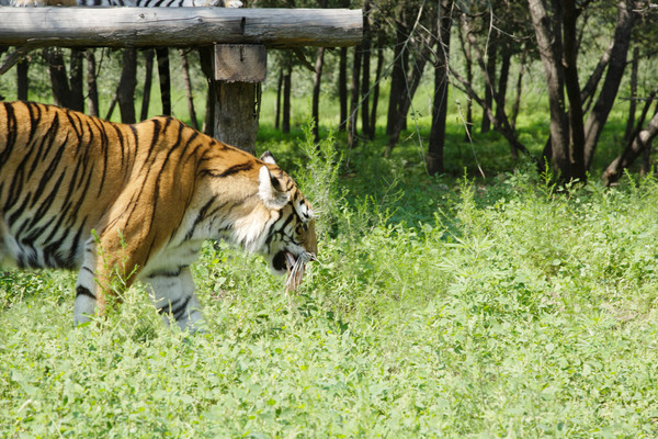 北京野生動物園圖片大全_高清風景圖片_途牛移動站動站