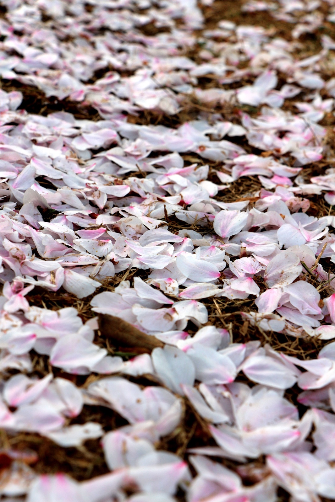 满地樱花瓣