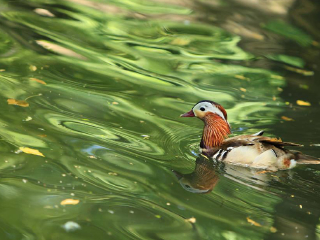 阳江鸳鸯湖公园