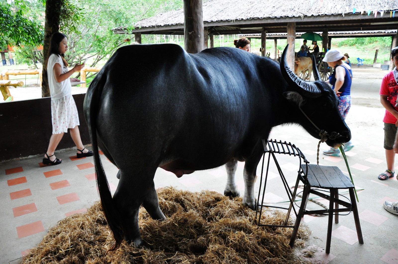 进门处的台柱子大黑牛,有个黑人**硬要和它照相.