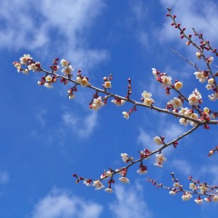 小田原