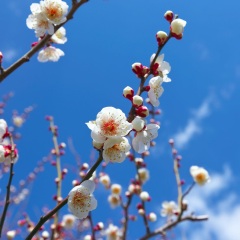 小田原