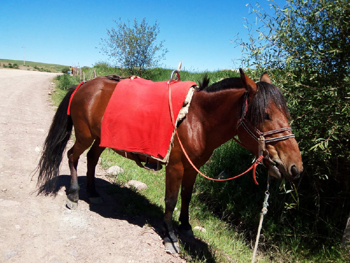 平生不喜争抢,我便等待后续到来的新马,选了一匹个头儿小一些的枣红马