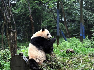 雅安碧峰峡自然风景区