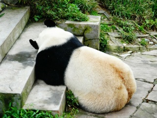 雅安碧峰峡自然风景区