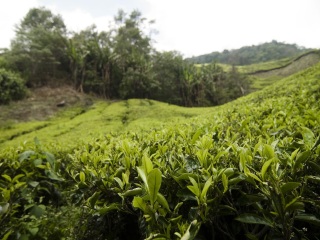 牧之原茶农协制茶工场