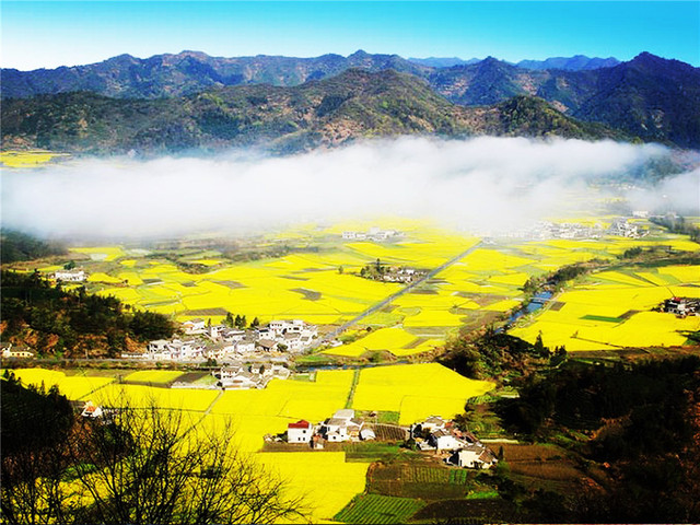 區-新安江山水畫廊-婺源篁嶺-水墨宏村-屯溪老街5日遊>盧村田園花海