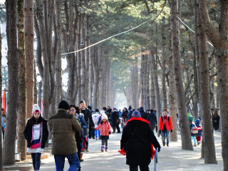 南怡岛水杉大道