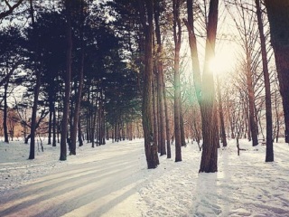南怡岛水杉大道