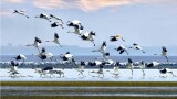 鄱阳湖国家湿地公园