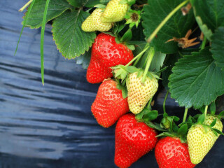 广汉店田园阳光草莓采摘