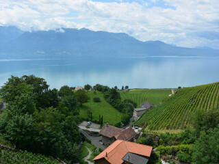 拉沃葡萄园梯田