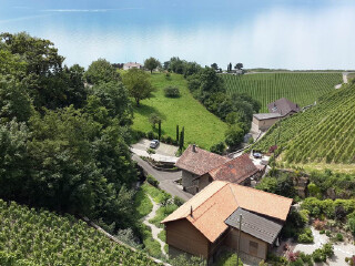 拉沃葡萄园梯田