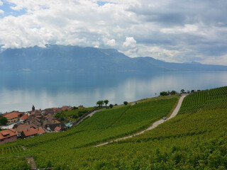 拉沃葡萄园梯田