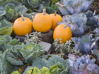 蒙特利尔植物园