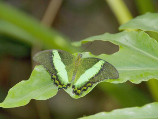 尼亚加拉蝴蝶温室