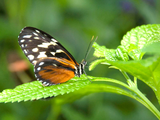 尼亚加拉蝴蝶温室