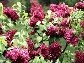 加拿大皇家植物园