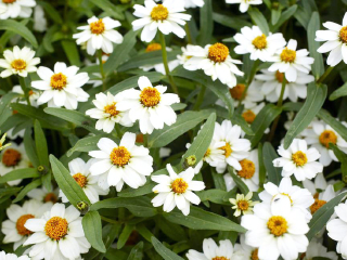 加拿大皇家植物园