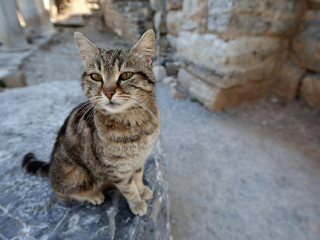 塞尔苏斯图书馆