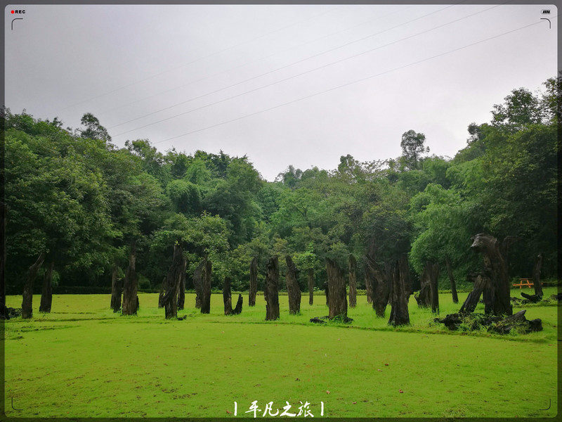 重庆照母山植物园图片