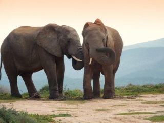 民丹岛大象公园