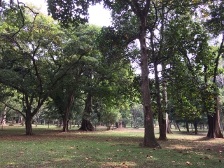 佩拉德尼亚皇家植物园