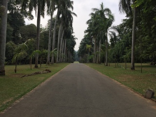 佩拉德尼亚皇家植物园