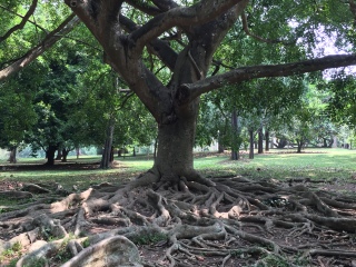 佩拉德尼亚皇家植物园