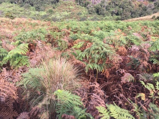 霍顿平原国家公园