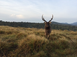 霍顿平原国家公园