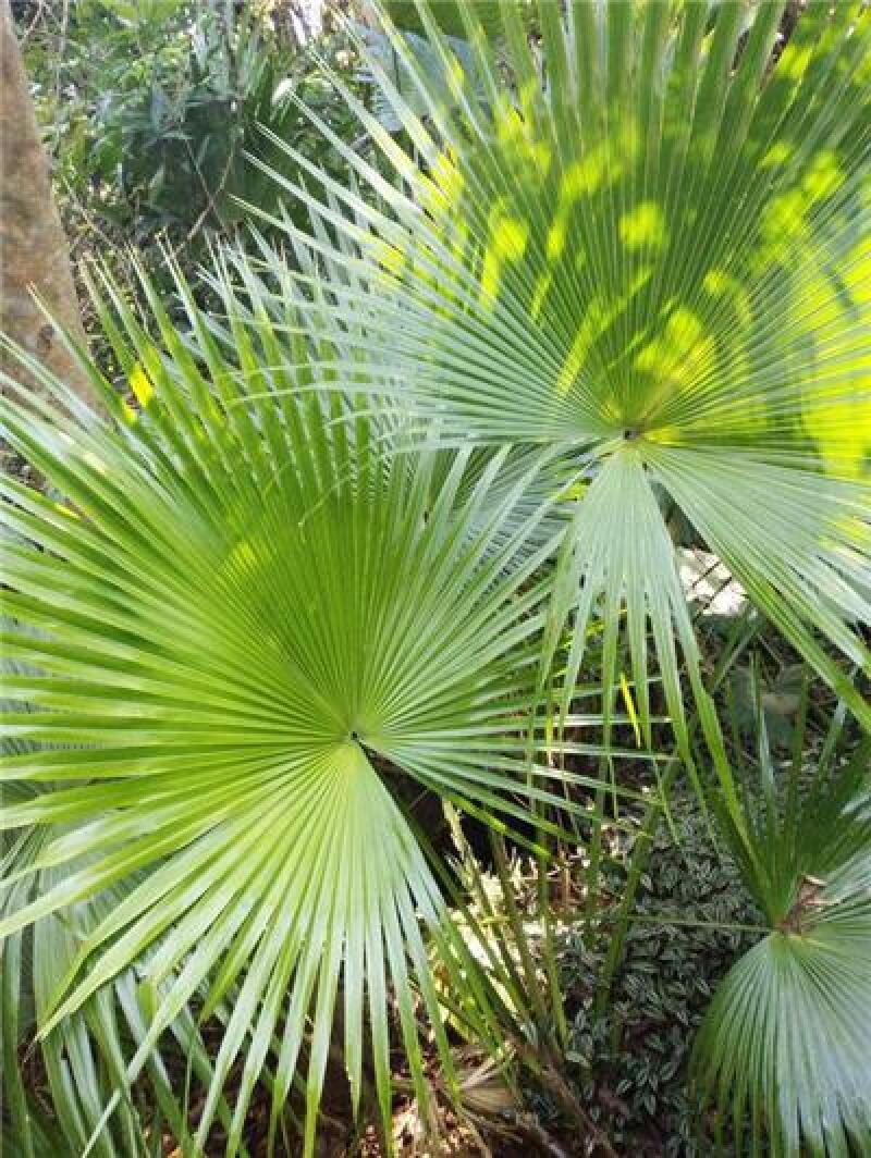 坐在椰树下,喝着新鲜的椰汁,小憩一会儿.