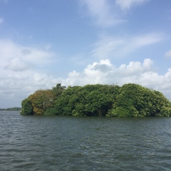 加勒红树林