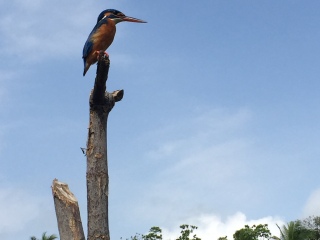 红树林渡假酒店