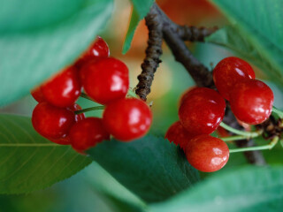 北桃园樱桃采摘园