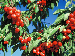 小岩子樱桃采摘园