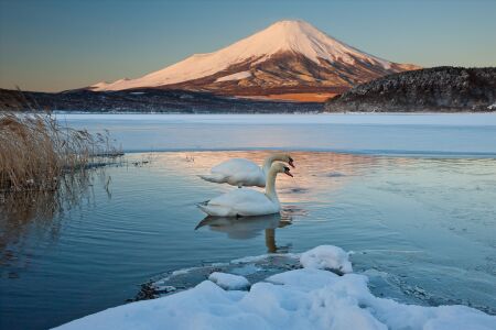 <富士山箱根特色两日游>富士山五合目忍野八海河口湖御殿场奥特莱斯体验日式温泉海贼船大涌谷江之岛镰仓大佛（当地参团）