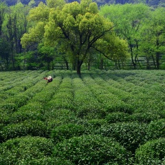 西湖