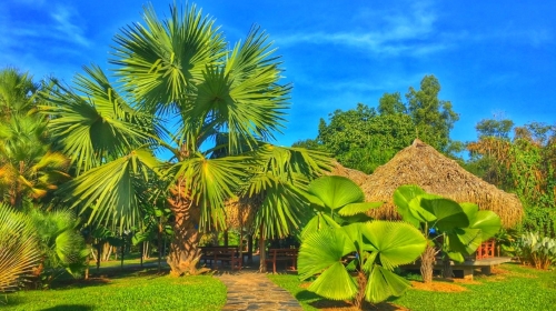 西双版纳勐仑植物园版纳勐仑植物园