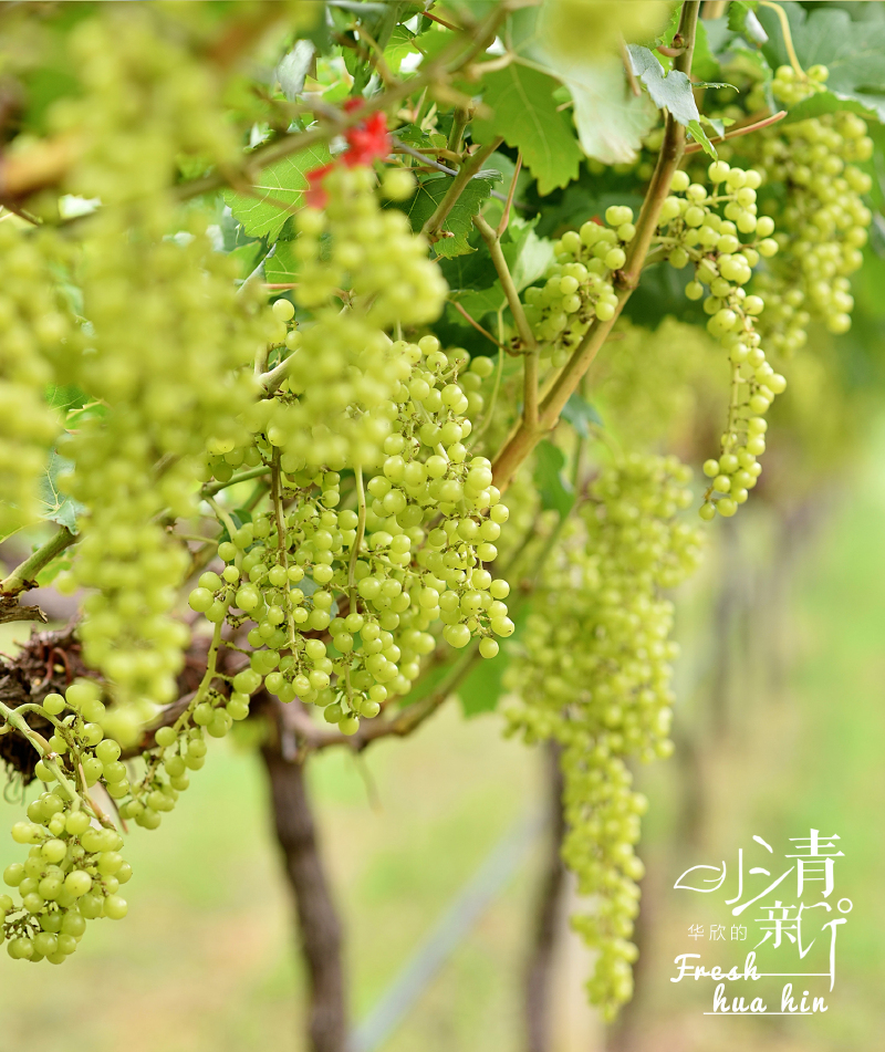 我们忍不住摘了几颗品尝,酸溜溜的.