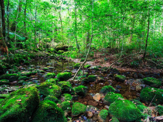 库兰达热带雨林公园