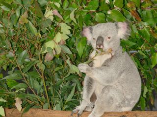 龙柏考拉保护区